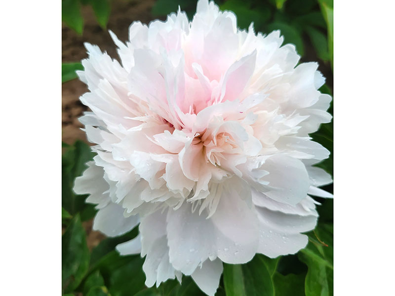 藝術班 中早期 爆炸型